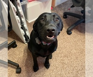 Labrador Retriever Puppy for sale in FARR WEST, UT, USA