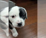 Small #3 American Staffordshire Terrier Mix