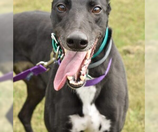 Medium Photo #1 Greyhound Puppy For Sale in Grandville, MI, USA