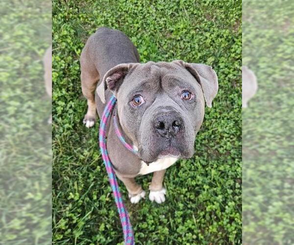 Medium Photo #1 Chinese Shar-Pei-Unknown Mix Puppy For Sale in Sacramento, CA, USA
