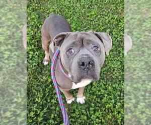 Chinese Shar-Pei-Unknown Mix Dogs for adoption in Sacramento, CA, USA