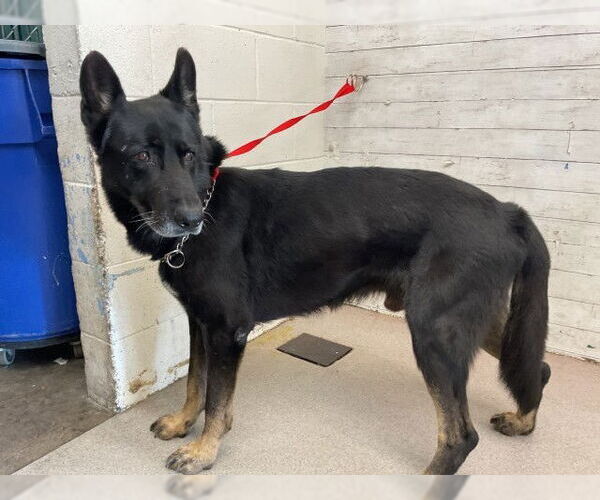 Medium Photo #1 German Shepherd Dog-Unknown Mix Puppy For Sale in San Bernardino, CA, USA