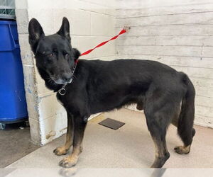 German Shepherd Dog-Unknown Mix Dogs for adoption in San Bernardino, CA, USA