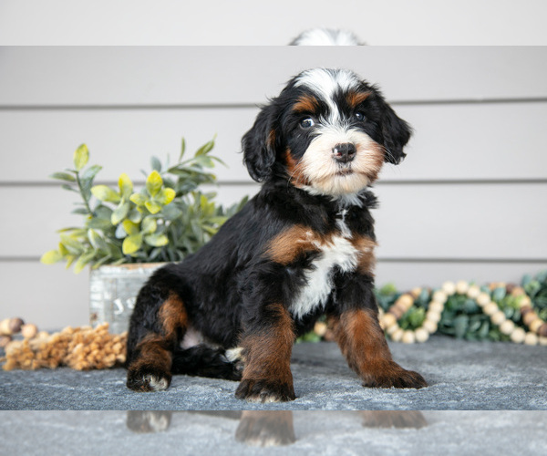Medium Photo #3 Bernedoodle (Miniature) Puppy For Sale in WOLCOTTVILLE, IN, USA