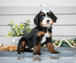 Small #2 Bernedoodle (Miniature)