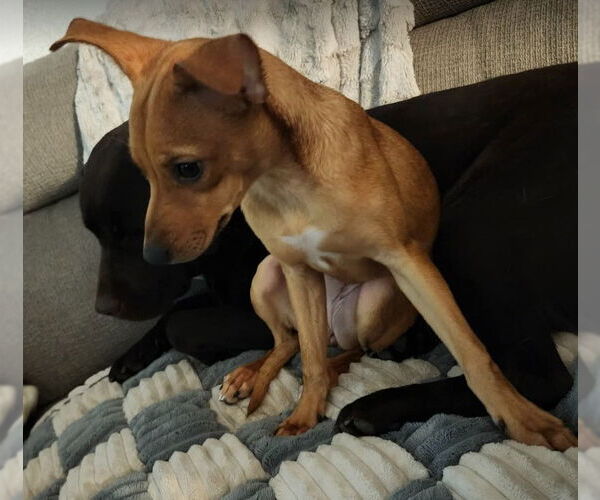 Medium Photo #6 Unknown-Whippet Mix Puppy For Sale in Sheboygan, WI, USA