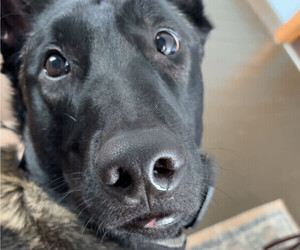 Belgian Malinois Dog for Adoption in EDWARDSBURG, Michigan USA