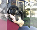 Small Photo #7 German Shepherd Dog Puppy For Sale in ROANOKE, VA, USA