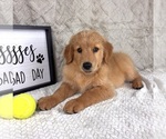 Small #1 Golden Retriever