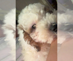Small #3 Poodle (Miniature)