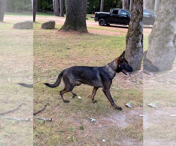 Medium Photo #1 German Shepherd Dog Puppy For Sale in MEREDITH, NH, USA