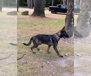 German Shepherd Dog Puppy for sale in MEREDITH, NH, USA