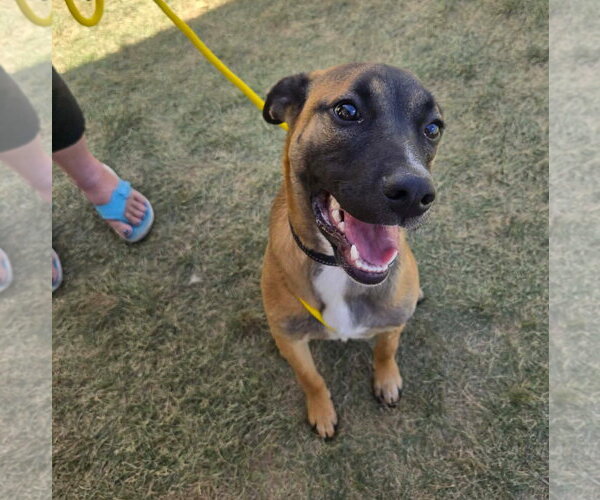 Medium Photo #5 Boxer-Unknown Mix Puppy For Sale in Sandy, UT, USA