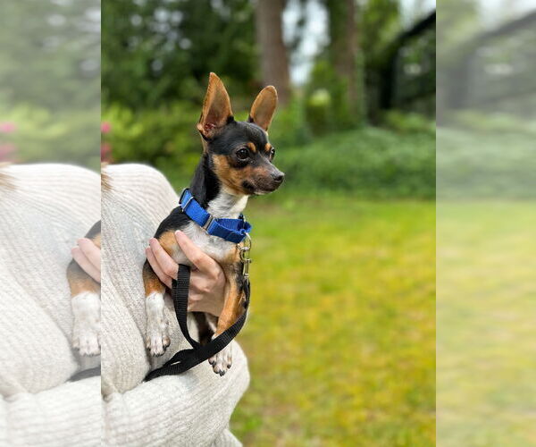Medium Photo #2 Chihuahua Puppy For Sale in Arlington, WA, USA