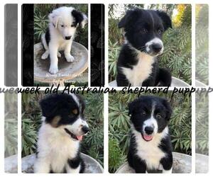 Australian Shepherd Puppy for sale in RIVERSIDE, CA, USA