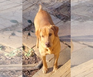 Golden Labrador Dogs for adoption in MACON, GA, USA