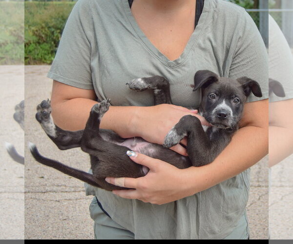 Medium Photo #5 Labsky Puppy For Sale in Huntley, IL, USA