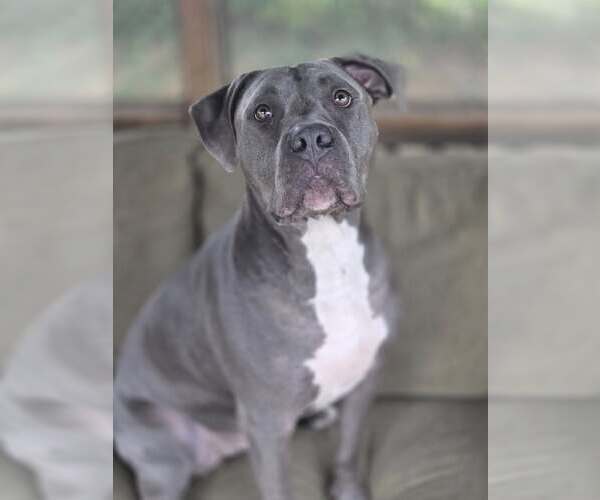 Medium Photo #2 American Pit Bull Terrier Puppy For Sale in Martinsburg, WV, USA