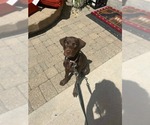 Small #5 Labrador Retriever