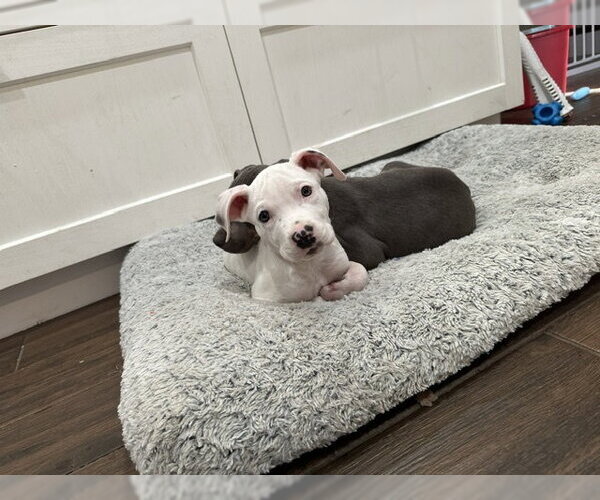 Medium Photo #1 Mutt Puppy For Sale in Plainfield, IL, USA