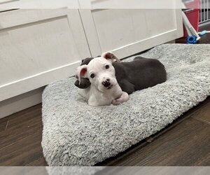 Mutt Dogs for adoption in Plainfield, IL, USA