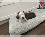 Piglet - Male Mutt Dog for Adoption - Small photo
