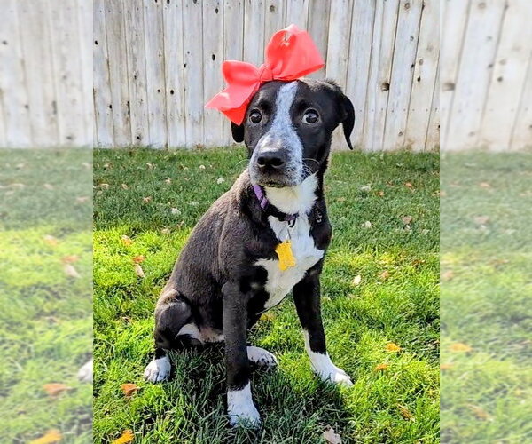 Medium Photo #1 Border-Aussie Puppy For Sale in Sandy, UT, USA