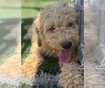 Small #4 Goldendoodle-Poodle (Toy) Mix