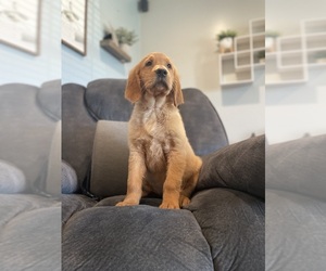 Golden Retriever Dog for Adoption in VALLEJO, California USA