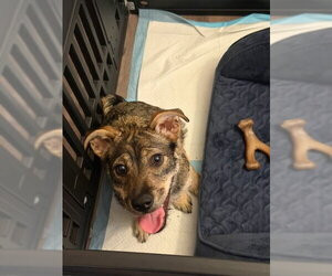Rylo - Male Border Terrier-Chihuahua Mix Dog for Adoption - Photo #4