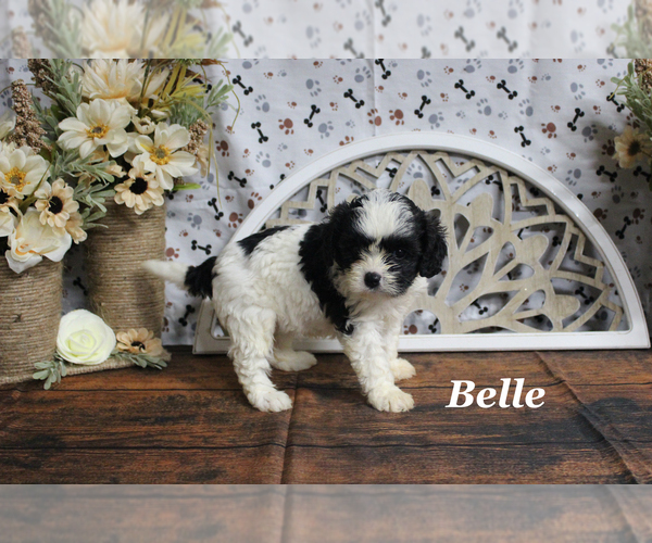Medium Photo #10 Cavapoo Puppy For Sale in CHANUTE, KS, USA