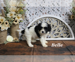 Small #9 Cavapoo