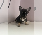 Puppy Blue Collar French Bulldog