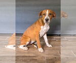 Small #1 Beagle Mix