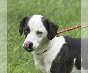Mutt Dogs for adoption in Yardley, PA, USA
