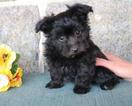 Small Photo #1 Havanese Puppy For Sale in NEW HOLLAND, PA, USA