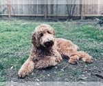 Small Photo #1 Labradoodle Puppy For Sale in HOUSTON, TX, USA