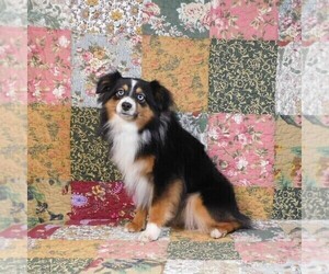 Father of the Miniature Australian Shepherd puppies born on 05/01/2023
