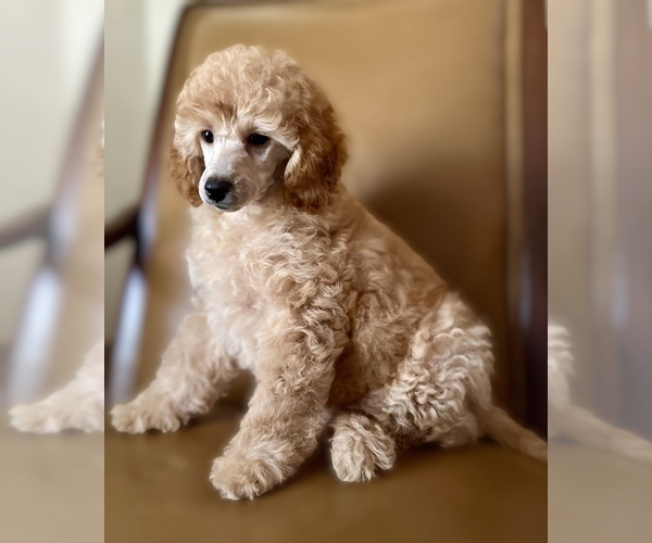 Medium Photo #4 Poodle (Miniature) Puppy For Sale in NORTH RICHLAND HILLS, TX, USA