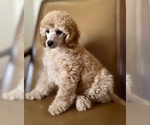 Small Photo #4 Poodle (Miniature) Puppy For Sale in NORTH RICHLAND HILLS, TX, USA