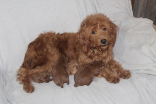 Mother of the Goldendoodle puppies born on 12/17/2018