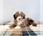 Small Bernedoodle (Miniature)
