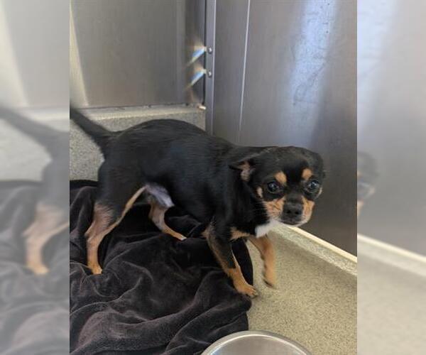 Medium Photo #1 Chihuahua-Unknown Mix Puppy For Sale in San Martin, CA, USA