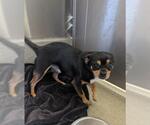 Small Chihuahua Mix