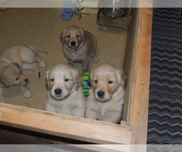 Medium Photo #6 Golden Retriever Puppy For Sale in CANBY, OR, USA