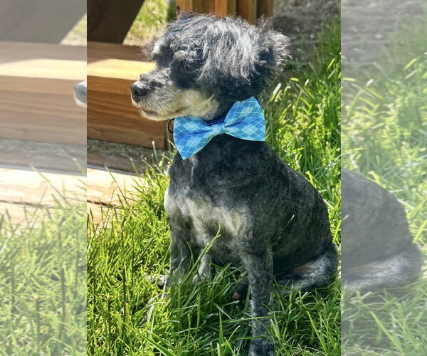 Medium Photo #2 Poodle (Toy) Puppy For Sale in Omaha, NE, USA