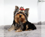 Small Yorkshire Terrier