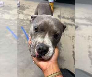 American Staffordshire Terrier-Unknown Mix Dogs for adoption in Tallahassee, FL, USA