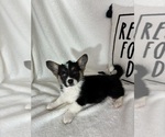 Small Pembroke Welsh Corgi