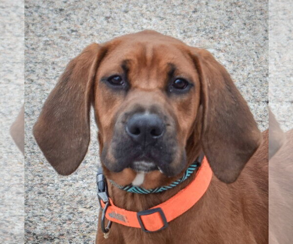 Medium Photo #5 Boxer-Redbone Coonhound Mix Puppy For Sale in Huntley, IL, USA